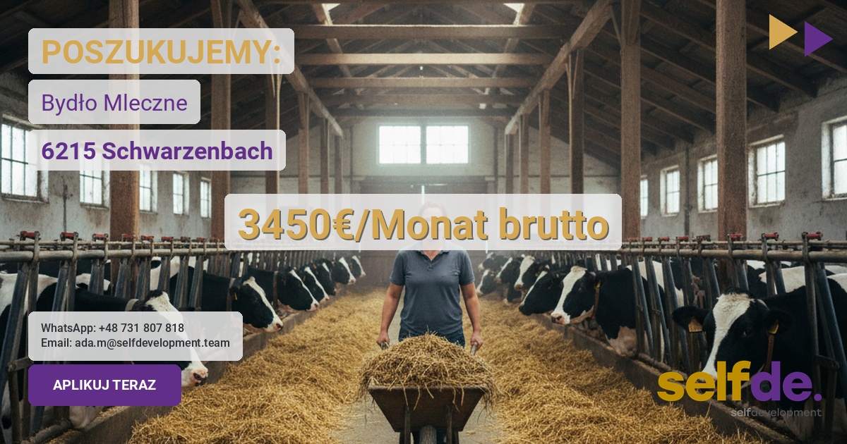 Praca przy bydle mlecznym w Szwajcaria