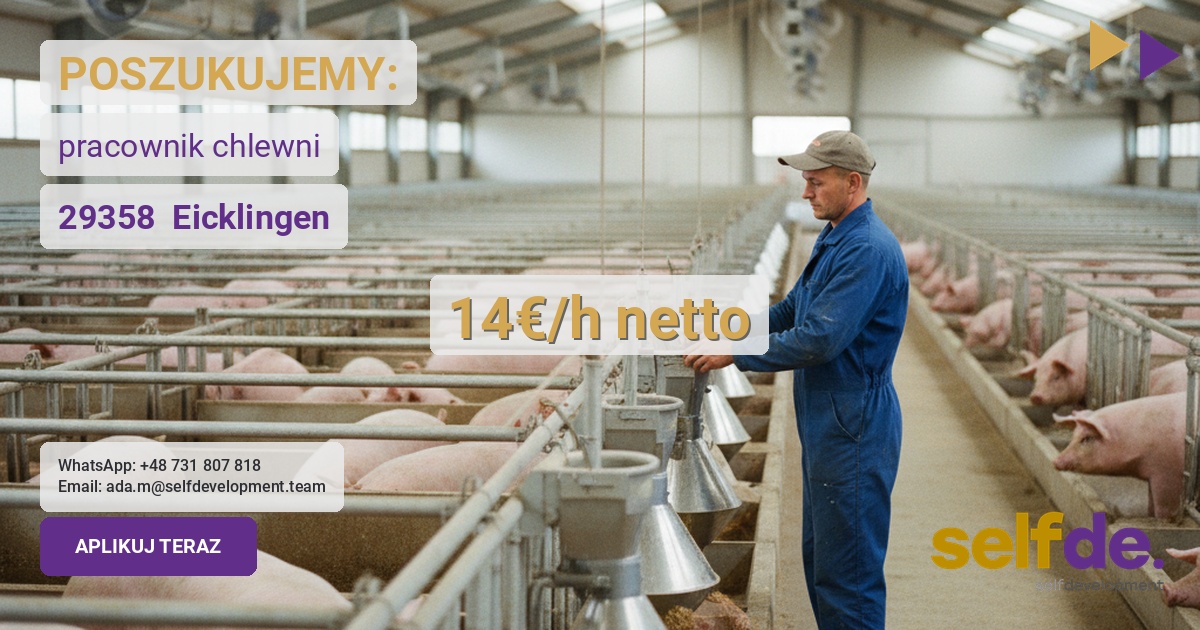 Praca przy trzodzie chlewnej w Eicklingen