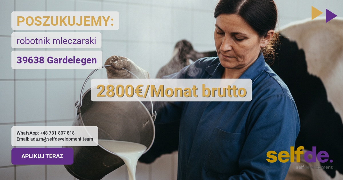 Praca przy bydle mlecznym w Wiepke