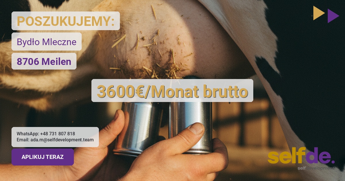 Praca przy bydle mlecznym w Szwajcaria