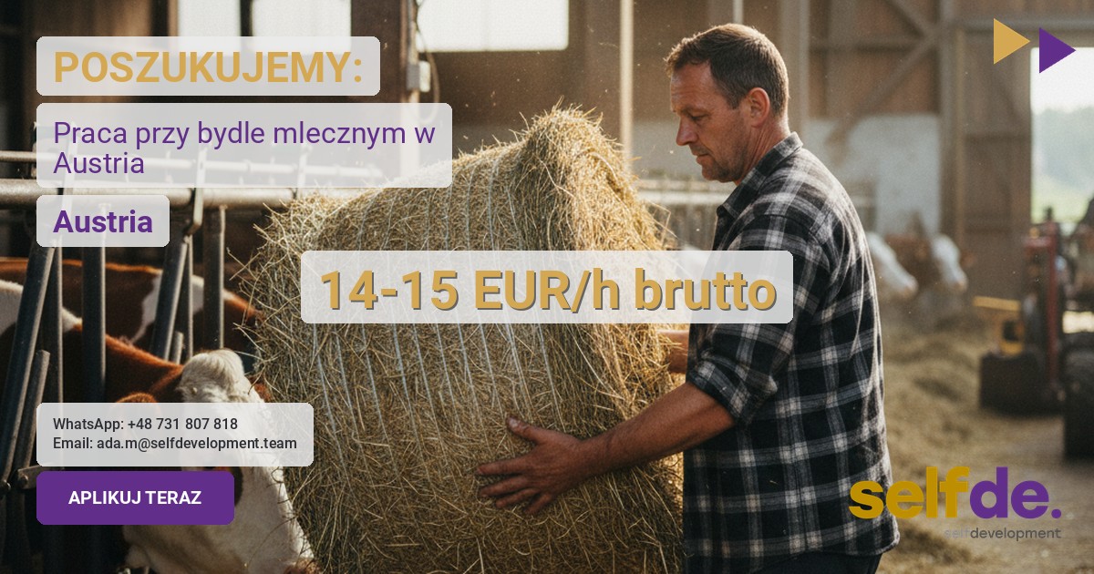 Praca przy dojeniu krów w 6973 Höchst